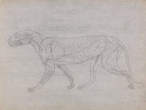 Esposizione anatomica comparativa della struttura del corpo umano con quella di una tigre e un co...